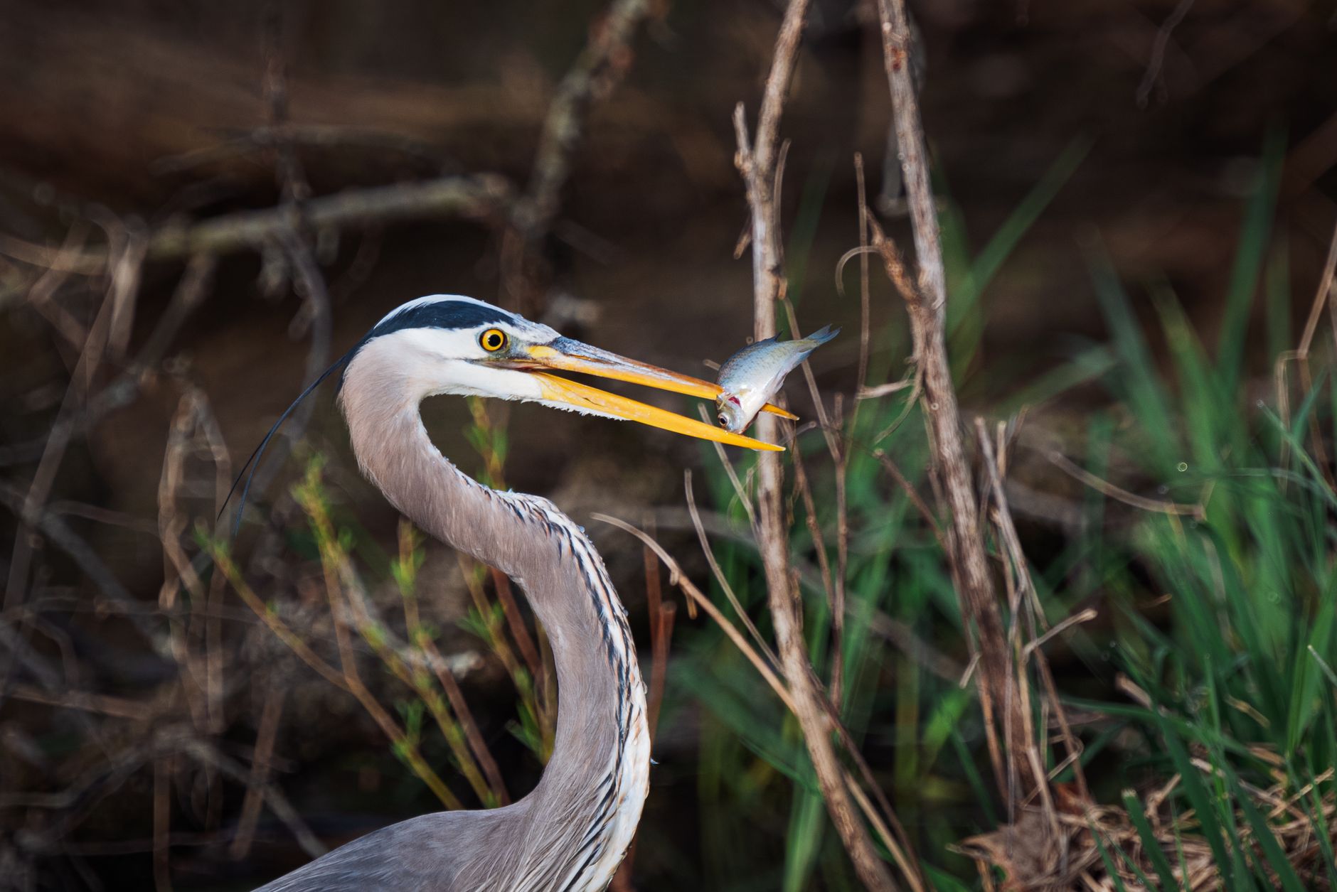 A great blue heron catching fish in a wetland, showcasing stunning wildlife action.